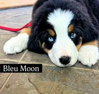 Bleu Moon, a male Bernese Mountain Dog for sale in New Jersey, NJ – 1 of 2