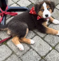 CoCo, a female Australian Shepherd and Bernese Mountain Dog for sale in New Jersey, NJ – 3 of 4