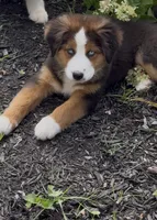 CoCo, a female Australian Shepherd and Bernese Mountain Dog for sale in New Jersey, NJ – 2 of 4