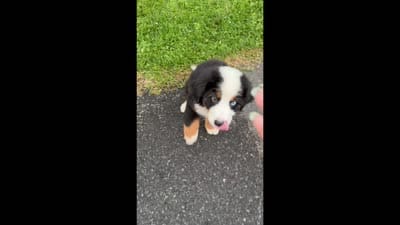 Blue  Eyed Beau Jangels , a male Bernese Mountain Dog for sale in New Jersey, NJ – 5 of 5