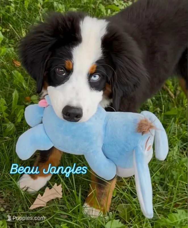 Blue  Eyed Beau Jangels  – Bernese Mountain Dog puppy for sale in New Jersey, NJ
