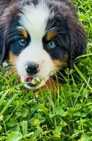 Baby Beau  Bear -  Blue Eyed, a male Bernese Mountain Dog for sale in New Jersey, NJ – 2 of 2