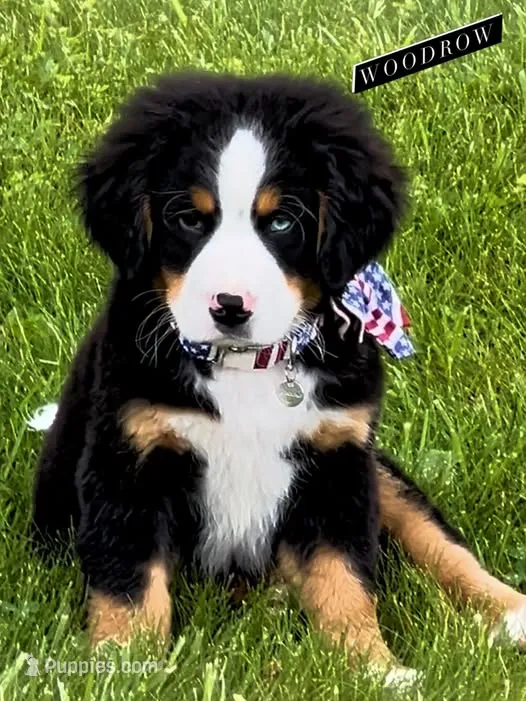 Woodrow – Bernese Mountain Dog puppy for sale in New Jersey, NJ