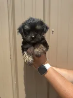 Otis , a male Morkie for sale in Johnsonville, IL – 2 of 2