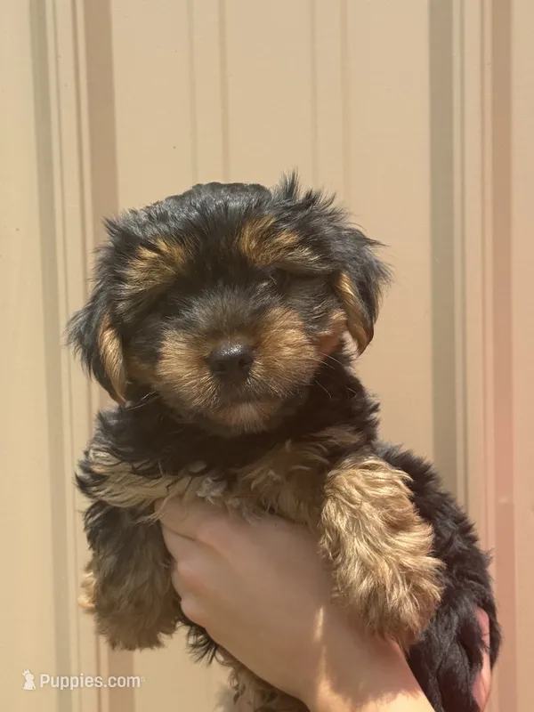 Brutus – Yorkshire Terrier puppy for sale in Johnsonville, IL