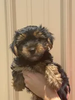 Brutus, a male Yorkshire Terrier for sale in Johnsonville, IL – 1 of 2