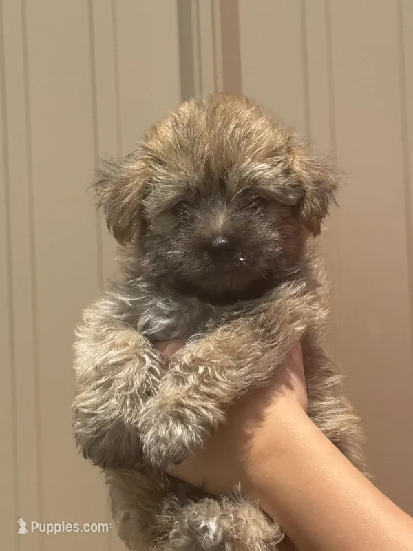 Otis  – Morkie puppy for sale in Johnsonville, IL