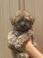 Otis , a male Morkie for sale in Johnsonville, IL – 1 of 2