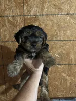 Brutus, a male Yorkshire Terrier for sale in Johnsonville, IL – 2 of 2