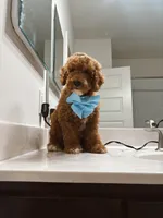 Dallas, a male Miniature Goldendoodle for sale in Linden, NJ – 3 of 4