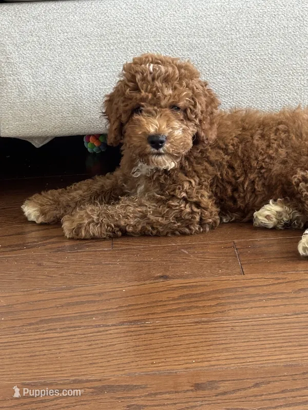 Dallas – Miniature Goldendoodle puppy for sale in Linden, NJ