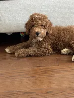 Dallas, a male Miniature Goldendoodle for sale in Linden, NJ – 1 of 4