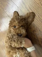 Dallas, a male Miniature Goldendoodle for sale in Linden, NJ – 4 of 4