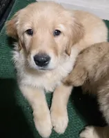 Jade , a female Golden Retriever for sale in Colorado Springs, CO – Photo 2 of 3