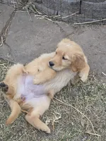 Jade , a female Golden Retriever for sale in Colorado Springs, CO – Photo 3 of 3
