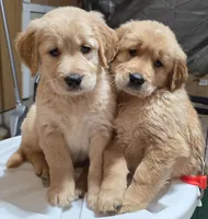 Jade , a female Golden Retriever for sale in Colorado Springs, CO – Photo 1 of 3