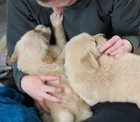 Ruby, a female Golden Retriever for sale in Colorado Springs, CO – Photo 2 of 2