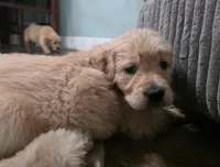 processed/ae8401f7-59f8-4026-b3df-89626fb59e34/listing/79ff71fb-6679-4a9e-989d-205104560321/5e9edb2a-9b25-4ba3-9964-177f91f3551a