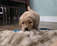 processed/ae8401f7-59f8-4026-b3df-89626fb59e34/listing/79ff71fb-6679-4a9e-989d-205104560321/76678e4e-ef6f-47d1-87a6-2489f6cd0a3b