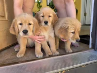 Jenny, a female Golden Retriever for sale in Colorado Springs, CO – Photo 4 of 6