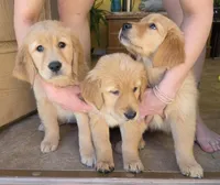 Jenny, a female Golden Retriever for sale in Colorado Springs, CO – Photo 3 of 6