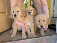 Jenny, a female Golden Retriever for sale in Colorado Springs, CO – Photo 2 of 6