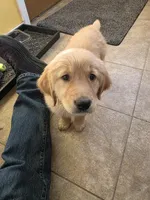 Jenny, a female Golden Retriever for sale in Colorado Springs, CO – Photo 1 of 6