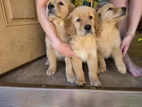 Jenny, a female Golden Retriever for sale in Colorado Springs, CO – Photo 6 of 6
