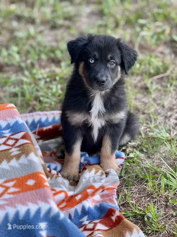 Tessa – Australian Shepherd puppy for sale in Fork, SC