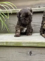 Summer, a female Shih Tzu for sale in Fork, SC – 2 of 10