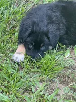 Lizzie, a female Australian Shepherd for sale in Fork, SC – 6 of 8