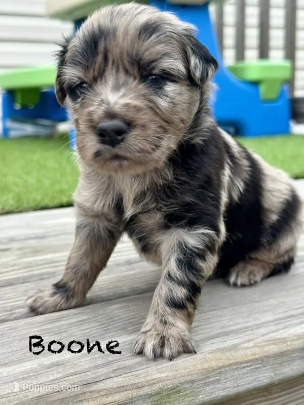 Boone – Australian Shepherd puppy for sale in Fork, SC