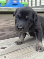 Tessa, a female Australian Shepherd for sale in Fork, SC – 2 of 5