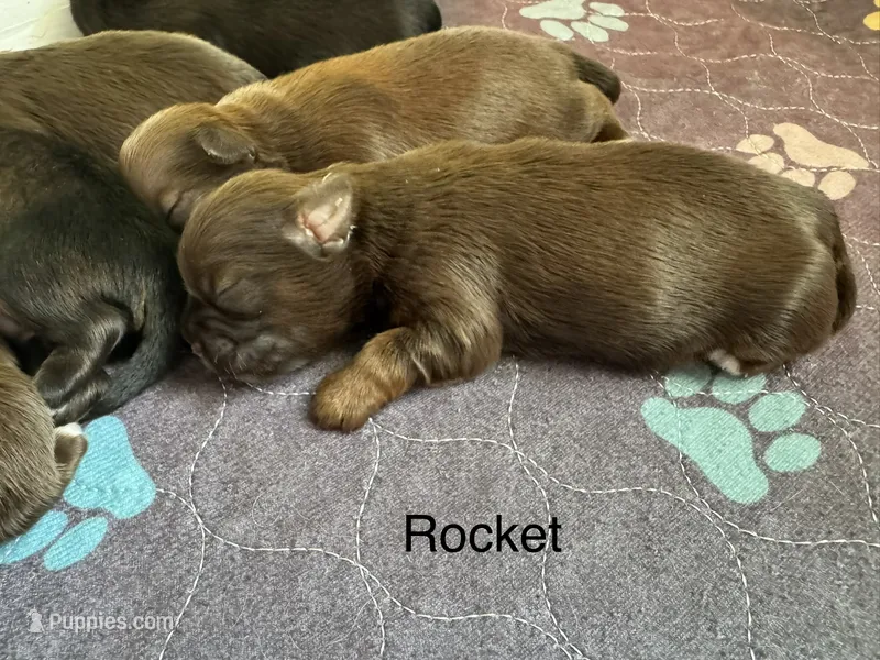 Rocket – Shih Tzu puppy for sale in Fork, SC