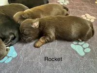 Rocket, a male Shih Tzu for sale in Fork, SC – 1 of 1