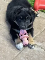 Lizzie, a female Australian Shepherd for sale in Fork, SC – 2 of 8