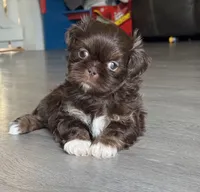 Sparky , a male Shih Tzu for sale in Fork, SC – 2 of 6