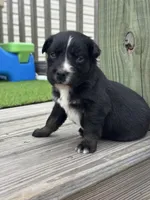 Buck, a male Australian Shepherd for sale in Fork, SC – 3 of 5