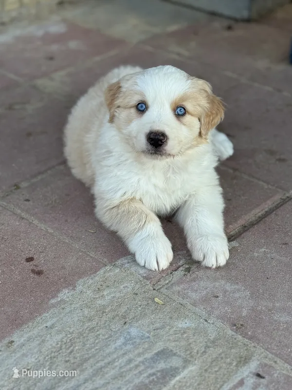 Bumper – Australian Shepherd puppy for sale in Fork, SC