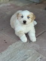 Bumper, a male Australian Shepherd for sale in Fork, SC – 5 of 8