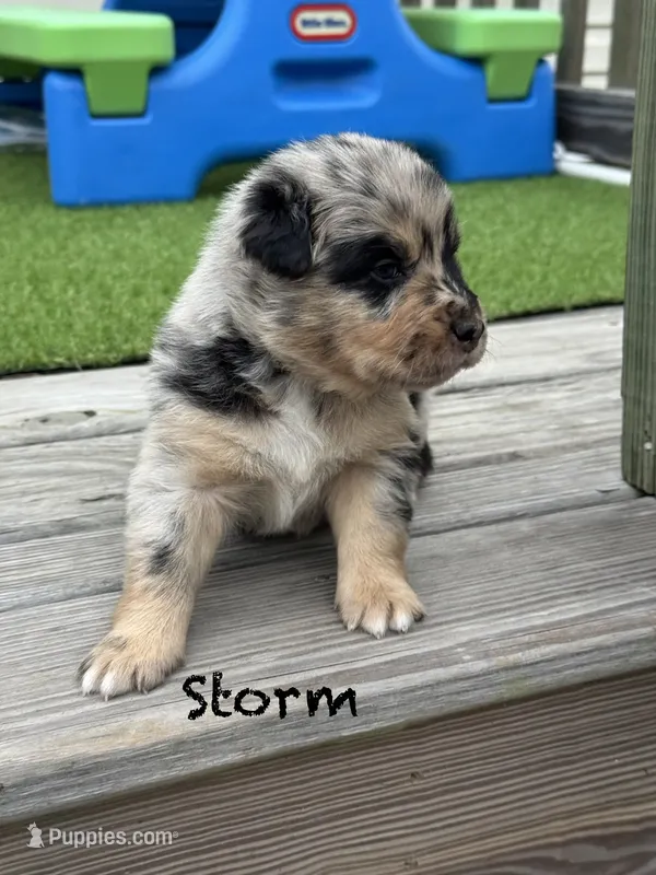 Storm  – Australian Shepherd puppy for sale in Fork, SC