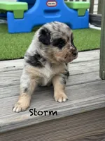 Storm , a male Australian Shepherd for sale in Fork, SC – 1 of 5