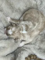 Tigger, a male Australian Shepherd for sale in Fork, SC – Photo 4 of 9