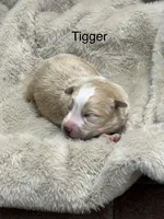 Tigger, a male Australian Shepherd for sale in Fork, SC – Photo 3 of 9