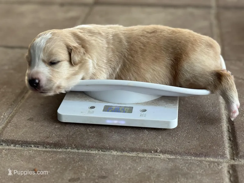 Tigger – Australian Shepherd puppy for sale in Fork, SC