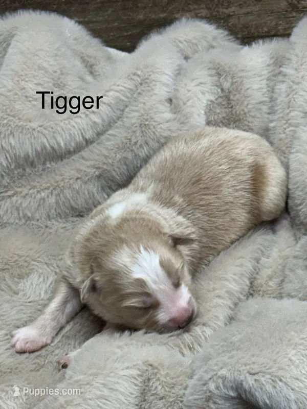 Tigger – Australian Shepherd puppy for sale in Fork, SC