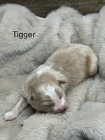 Tigger, a male Australian Shepherd for sale in Fork, SC – Photo 1 of 9