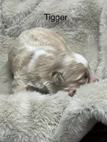 Tigger, a male Australian Shepherd for sale in Fork, SC – Photo 2 of 9