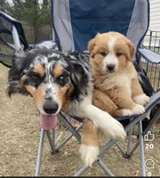 Tigger, a male Australian Shepherd for sale in Fork, SC – Photo 6 of 9