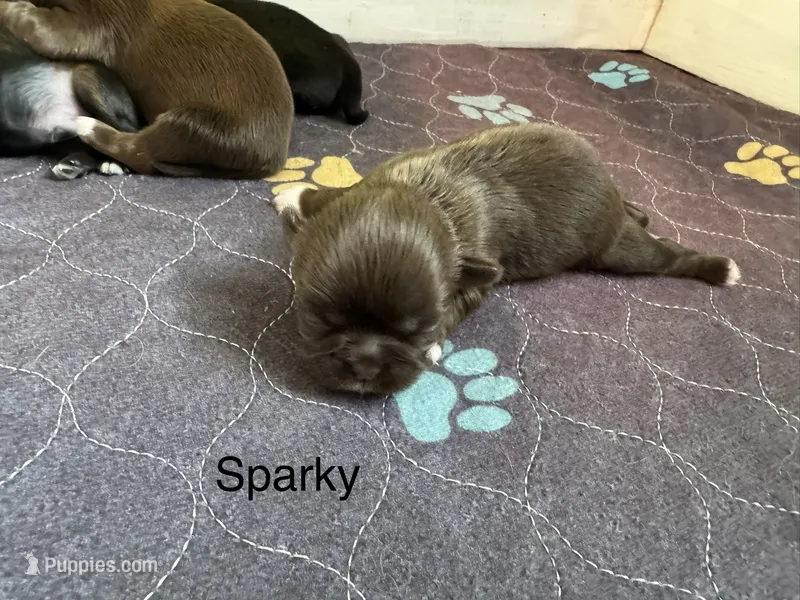Sparky  – Shih Tzu puppy for sale in Fork, SC
